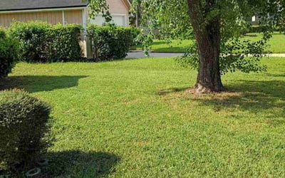 Photo of Tamyka F.'s yard after getting lawn care in Wesley Chapel, FL