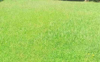 Photo of Susan R.'s yard after getting lawn care in Memphis, TN