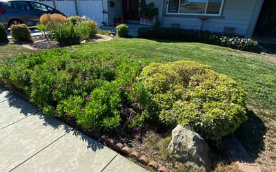 Photo of Najmah I.'s yard after getting lawn care in San Pablo, CA