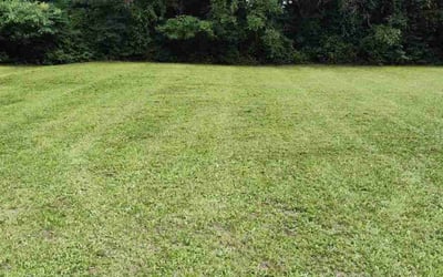 Photo of Malissia S.'s yard after getting lawn care in Seaford, DE