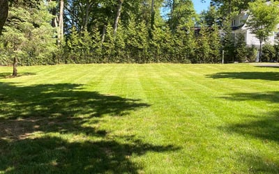 Photo of Anita B.'s yard after getting lawn care in Union City, NJ