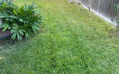 Photo of Paul M.'s yard after getting lawn care in Corpus Christi, TX