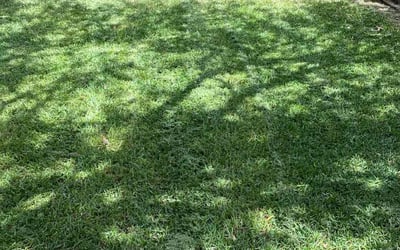 Photo of Allison R.'s yard after getting lawn care in Spicewood, TX