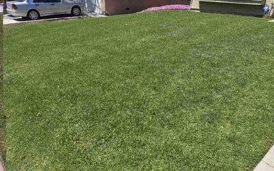Photo of Samantha H.'s yard after getting lawn care in Valley Center, CA