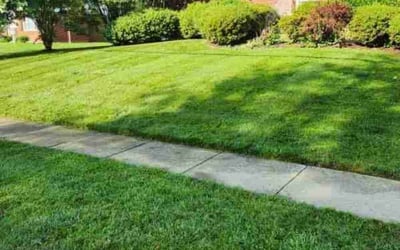 Photo of Jennifer S.'s yard after getting lawn care in Springfield, VA