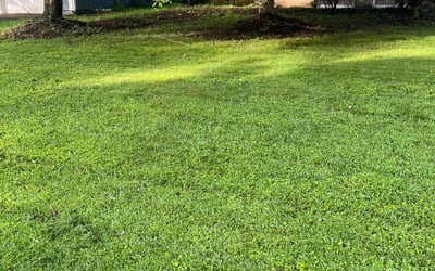 Photo of Patrique H.'s yard after getting lawn care in Virginia Beach, VA