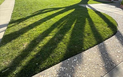 Photo of Dennis S.'s yard after getting lawn care in Concord, CA