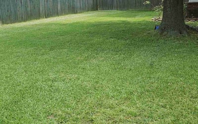 Photo of Charlene N.'s yard after getting lawn care in Morrow, GA