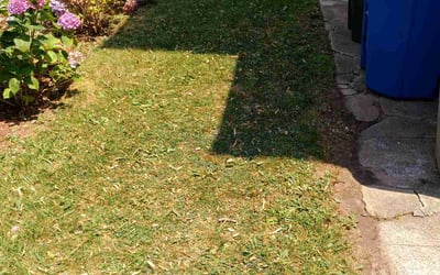 Photo of Tammy M.'s yard after getting lawn care in Rutherford, NJ