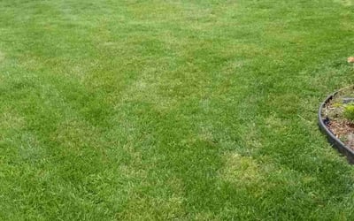 Photo of Jessica D.'s yard after getting lawn care in Hickory, NC