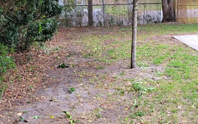 Photo of Jason K.'s yard after getting tree care in Saint Petersburg, FL