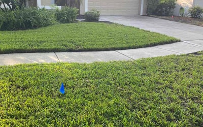 Photo of Madison H.'s yard after getting lawn care in Dunedin, FL