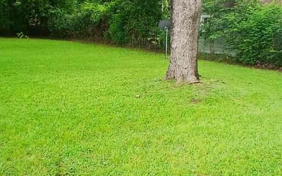 Photo of Susan M.'s yard after getting lawn care in South Amboy, NJ