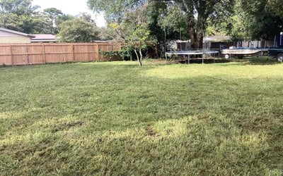 Photo of Steven B.'s yard after getting lawn care in Pikesville, MD