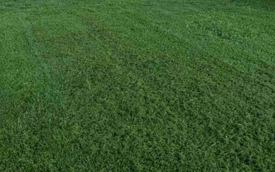 Photo of Zachariah E.'s yard after getting lawn care in Gastonia, NC