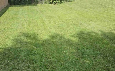 Photo of Dominique A.'s yard after getting lawn care in Bloomfield, NJ