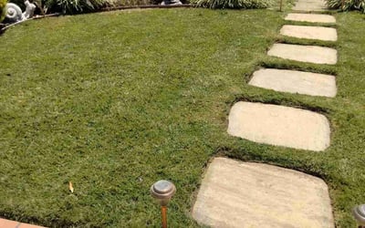 Photo of Rene G.'s yard after getting lawn care in San Rafael, CA