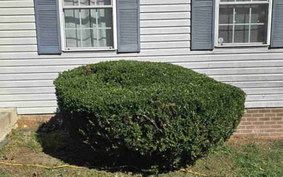 Photo of James W.'s yard after getting lawn care in Delhi, MI