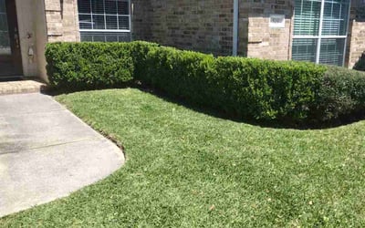 Photo of Carleen T.'s yard after getting lawn care in Van Nuys, CA