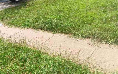 Photo of Seungjae J.'s yard after getting lawn care in Auburn, AL