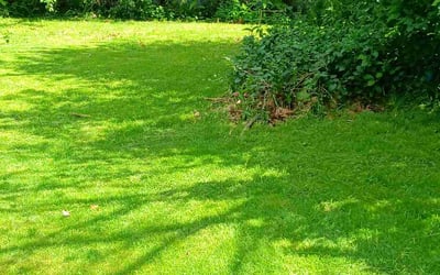 Photo of Kien T.'s yard after getting lawn care in Norwood, MA