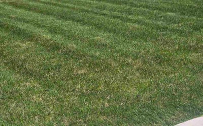 Photo of Guadalupe M.'s yard after getting lawn care in Ceres, CA