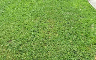 Photo of Angela W.'s yard after getting lawn care in Cleveland, OH