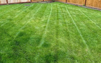 Photo of Stan S.'s yard after getting lawn care in Lacey, WA