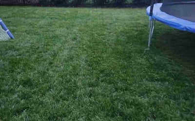 Photo of Javier T.'s yard after getting lawn care in Clifton, NJ
