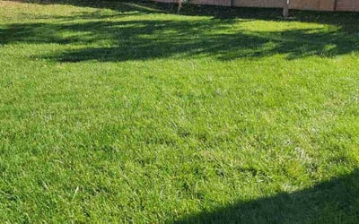 Photo of Becky A.'s yard after getting lawn care in Colorado Springs, CO