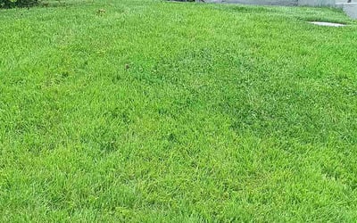 Photo of Nikki C.'s yard after getting tree care in Rockford, IL