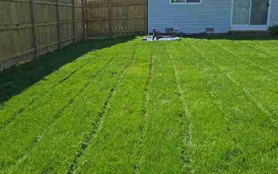 Photo of Jeremy F.'s yard after getting lawn care in Wilmington, NC