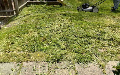 Photo of Anish K.'s yard after getting lawn care in Carol Stream, IL