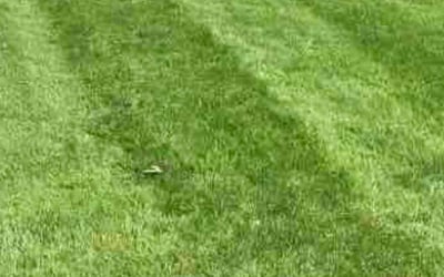 Photo of Guadalupe L.'s yard after getting lawn care in Collingswood, NJ