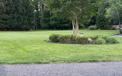 Photo of Victoria C.'s yard after getting lawn care in Suitland, MD