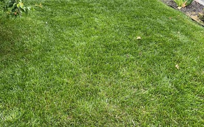 Photo of Cheryl T.'s yard after getting lawn care in Everett, MA