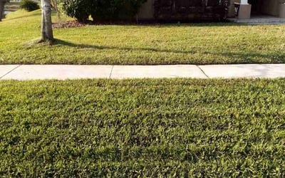 Photo of Michael N.'s yard after getting lawn care in Naples, FL