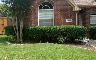 Photo of Jeanne C.'s yard after getting lawn care in Florence, AZ