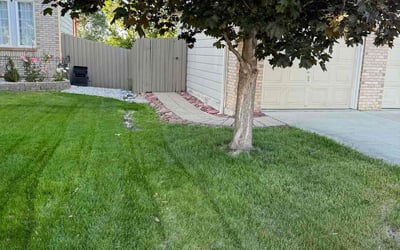 Photo of Tomika L.'s yard after getting lawn care in Lafayette, CO