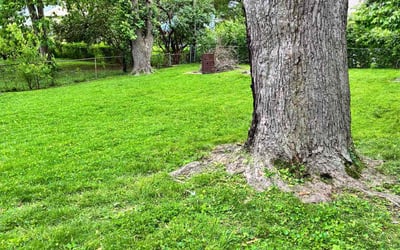 Photo of Connie C.'s yard after getting lawn care in Saint Ann, MO