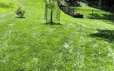 Photo of Magda Z.'s yard after getting tree care in Zellwood, FL