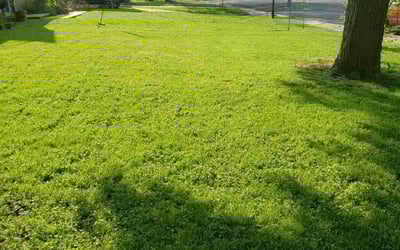 Photo of Jeremiah K.'s yard after getting lawn care in Bethel Park, PA