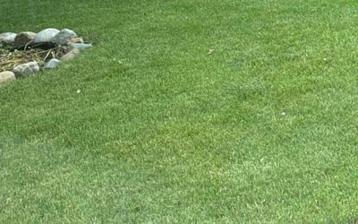 Photo of Christine U.'s yard after getting lawn care in Apple Valley, MN