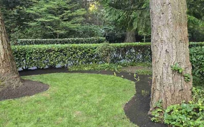 Photo of Rachel C.'s yard after getting lawn care in Bellevue, WA