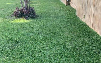 Photo of Peter J.'s yard after getting lawn care in Round Rock, TX