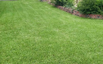 Photo of Jolinda M.'s yard after getting lawn care in Austin, TX