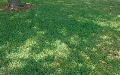 Photo of John Z.'s yard after getting lawn care in Lititz, PA