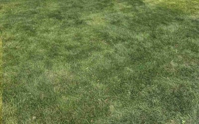 Photo of Jessa G.'s yard after getting lawn care in Saint Clair, MI