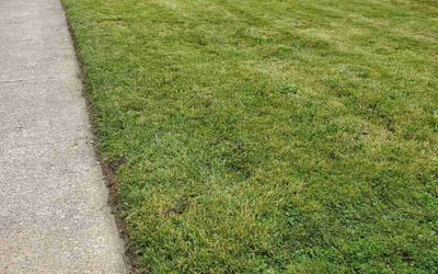 Photo of Rich C.'s yard after getting lawn care in Grovetown, GA