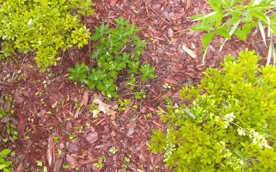 Photo of John M.'s yard after getting lawn care in Front Royal, VA